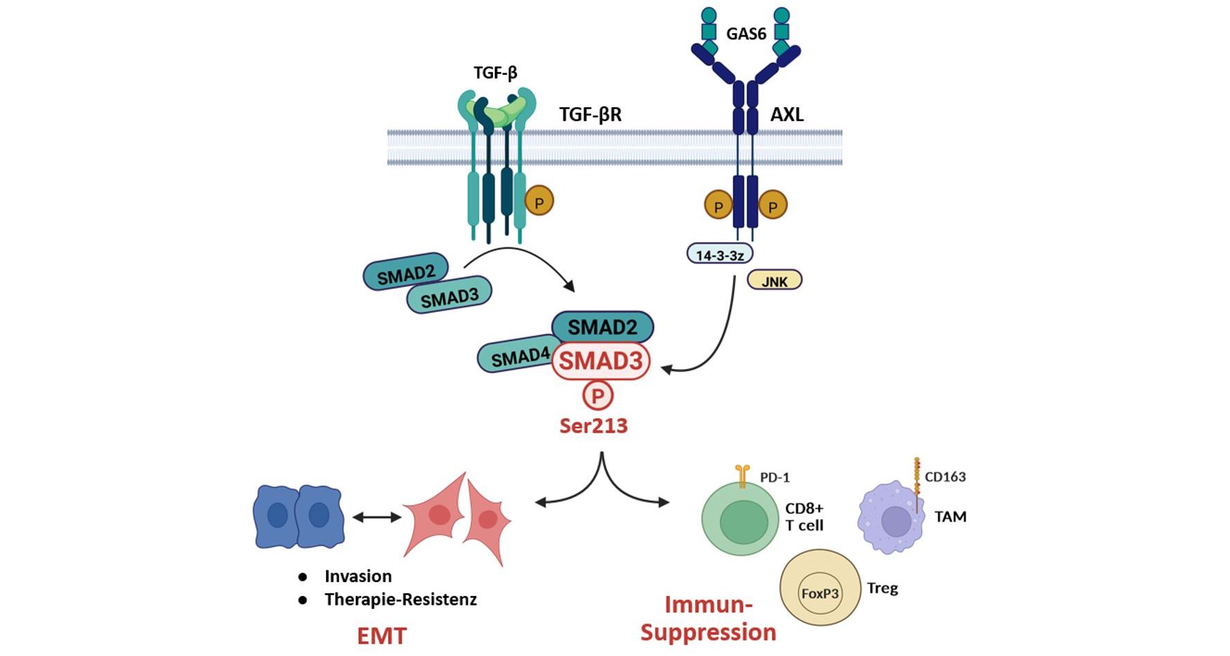 Tumor-interne und tumor-externe Rollen der abweichenden TGF-β-SMAD3L-Signalübertragung im HCC