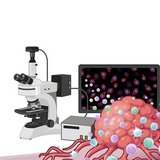 Cellular and Molecular Tumor Biology