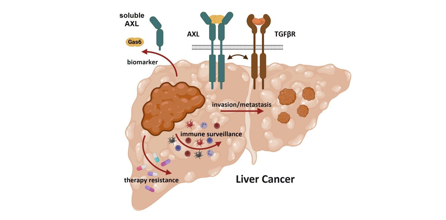 Study the role of the AXL and TGF-β signaling pathways