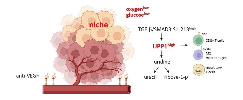 Metabolic niche formation and aberrant TGF-β signaling promote UPP1 expression in HCC. UPP1 expressing HCC cells utilize uridine as an alternative metabolic fuel and contribute to an immunosuppressive tumor microenvironment